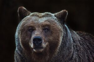 野生の熊